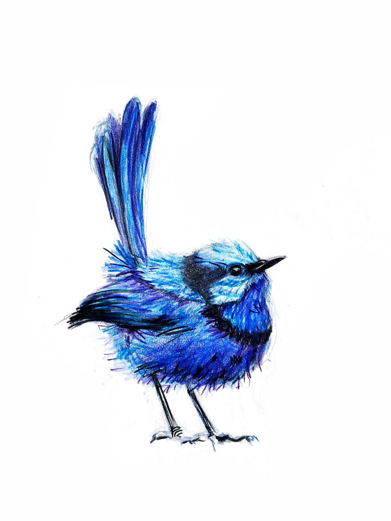 coloured pencil drawing of a blue bird