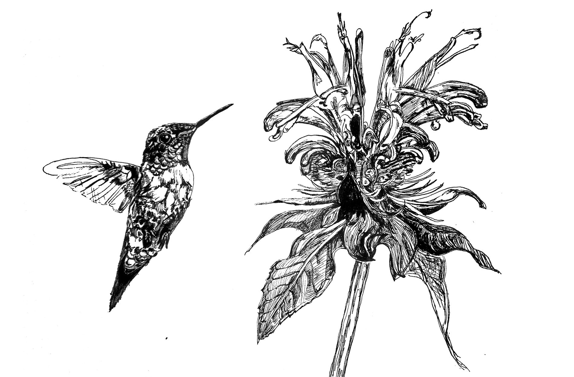 black and white drawing of a hummingbird pollinating a flower